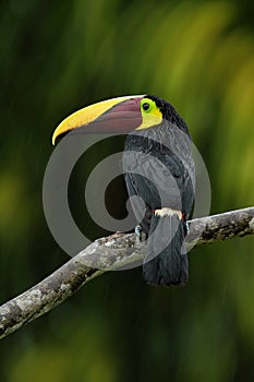 Big beak Chesnut-mandibled Toucan sitting on the branch in tropical rain with green jungle background