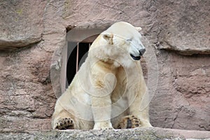 big bear icebear white lying in a zoo