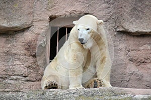 big bear icebear white lying in a zoo