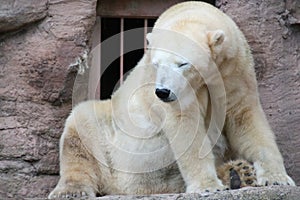 big bear icebear white lying in a zoo