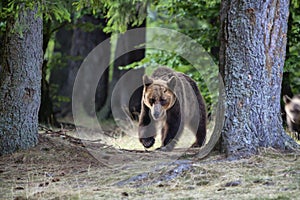 Big bear outcoming from the forest in Romania, Lake St Ana.