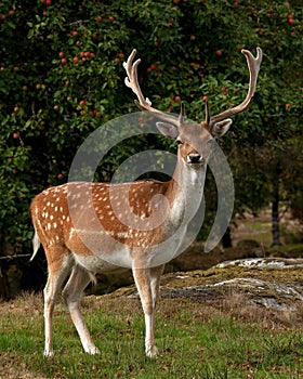 A big and beautiful 5 years male buck of Fallow deer in wood in Sweden