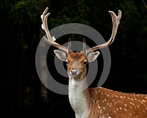 A big and beautiful 5 years male buck of Fallow deer in wood in Sweden