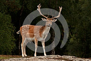 A big and beautiful 5 years male buck of Fallow deer in wood in Sweden