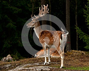 A big and beautiful 5 years male buck of Fallow deer in wood in Sweden