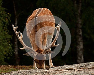 A big and beautiful 5 years male buck of Fallow deer in wood in Sweden