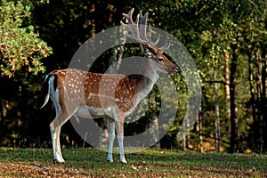 A big and beautiful 5 years male buck of Fallow deer in wood in Sweden