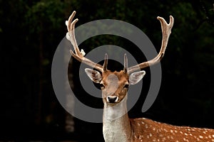 A big and beautiful 5 years male buck of Fallow deer in wood in Sweden