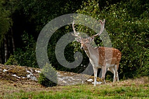 A big and beautiful 5 years male buck of Fallow deer in wood in Sweden