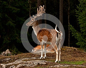 A big and beautiful 5 years male buck of Fallow deer in wood in Sweden