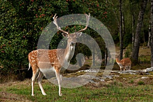 A big and beautiful 5 years male buck of Fallow deer in wood in Sweden