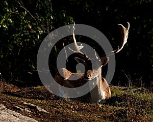 A big and beautiful 5 years male buck of Fallow deer in wood in Sweden