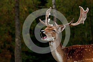 A big and beautiful 5 years male buck of Fallow deer in wood in Sweden