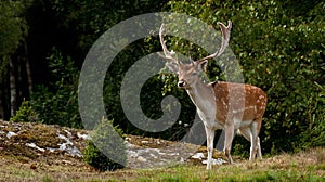 A big and beautiful 5 years male buck of Fallow deer in wood in Sweden