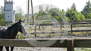 Big beautiful black horse trains and runs in a circle on a horse farm