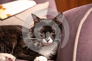 Big and beautiful black and white cat.