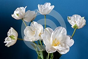 Big beautiful blooming white peony tulips on blue background shallow focuse