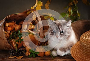 Big beautiful blue eyes cat with Fresh beautiful forest mushrooms. Vintage style still life. The cat is Chinese New Year 2023