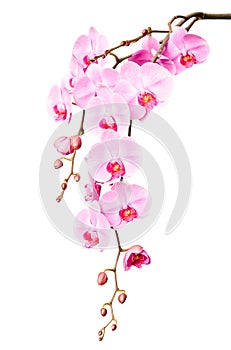 Big beautiful branch of pink orchid flowers with buds photo