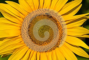 Big Beautiful Bright Yellow Sunflower Close Up Isolated.