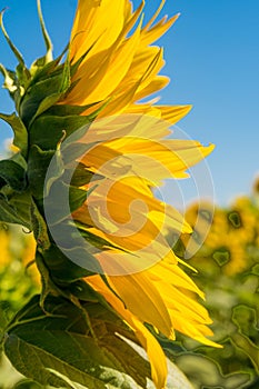 Big Beautiful Bright Yellow Sunflower Close Up Isolated.