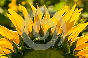 Big Beautiful Bright Yellow Sunflowers Close Up Isolated.