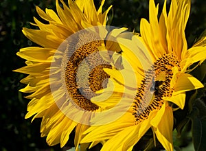 Big Beautiful Bright Yellow Sunflowers Close Up Isolated.