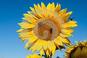 Big Beautiful Bright Yellow Sunflowers Close Up Isolated with a Bumble Bee Flying intothe flower