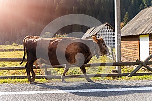 Big beautiful brown cow walking along mountain road in alpine scenic country village against wooden barn and forest on