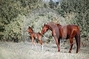 Big, beautiful brown horse gets acquainted with a small colt, who two days old. photo