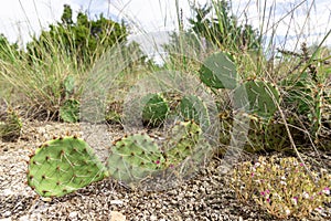 Big beautiful Cactus in Roman Nose State park.