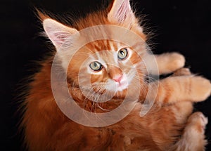 Big beautiful cat eyes. Closeup. Red solid maine coon kitten wit