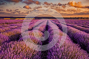 Big beautiful lavander field in the morning with eolian turbines photo