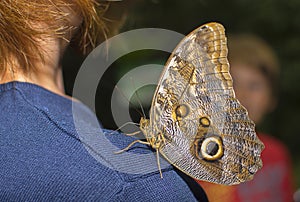 A big beautiful colorful butterfly photo