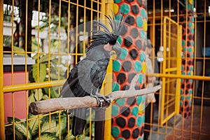 Big beautiful colorful parrot