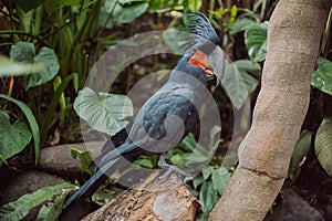 Big beautiful colorful parrot