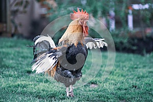 Big beautiful colorful rooster in backyard stretching