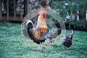 Big beautiful colorful rooster in backyard stretching