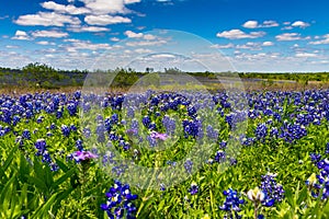 A Big Beautiful Colorful Wide Angle View of a Texas Field Blanketed with the Famous Texas Bluebonnets. photo