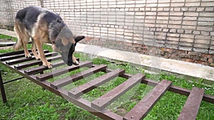 Big beautiful cute black and brown service dog german shepherdom runs an obstacle course on national competition of