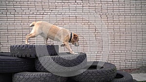Big beautiful cute fat white guard Labrador runs an obstacle course on national competition of canine. Artificial obstacles made f