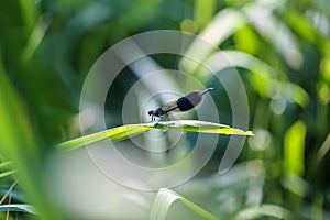 Big beautiful dragonfly on a green leaf closeup