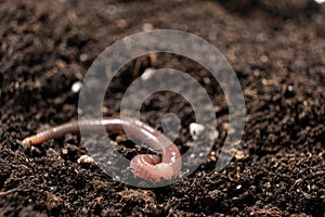 Big beautiful earthworm in the black soil, close-up.