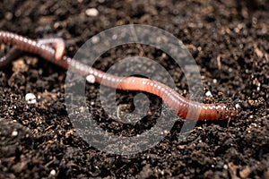 Big beautiful earthworm in the black soil, close-up.