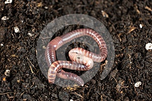 Big beautiful earthworm in the black soil, close-up.
