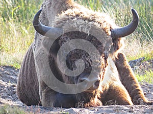 Big Beautiful European Bison Buffalo Bull Head Detail Lying on Ground in Nature on Meadow
