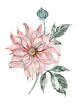 Big beautiful flower of a dahlia of gentle peach color. Botanical illustration. Vintage poster.