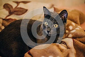 Big beautiful gray cat lying on a soft blanket