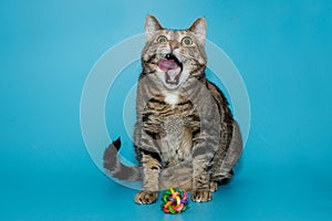 Big beautiful gray cat is sitting and licking his lips