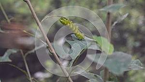 Big beautiful green exotic caterpillar sitting on leaf, insects, entomology
